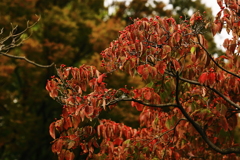 紅葉　初めの一歩