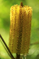 トウモロコシ　じゃあないよ　バンクシア　だよ