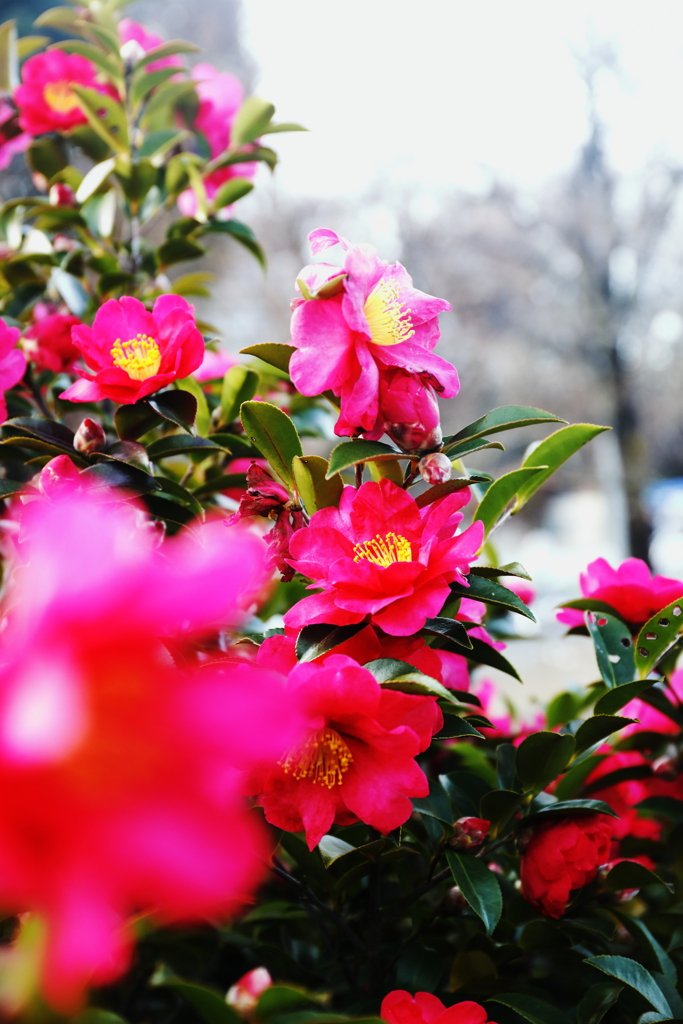 冬空を彩る花達へ