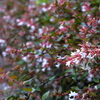 花園の小径