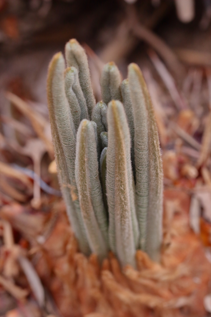 蘇鉄（ソテツ）　新葉　産まれたて