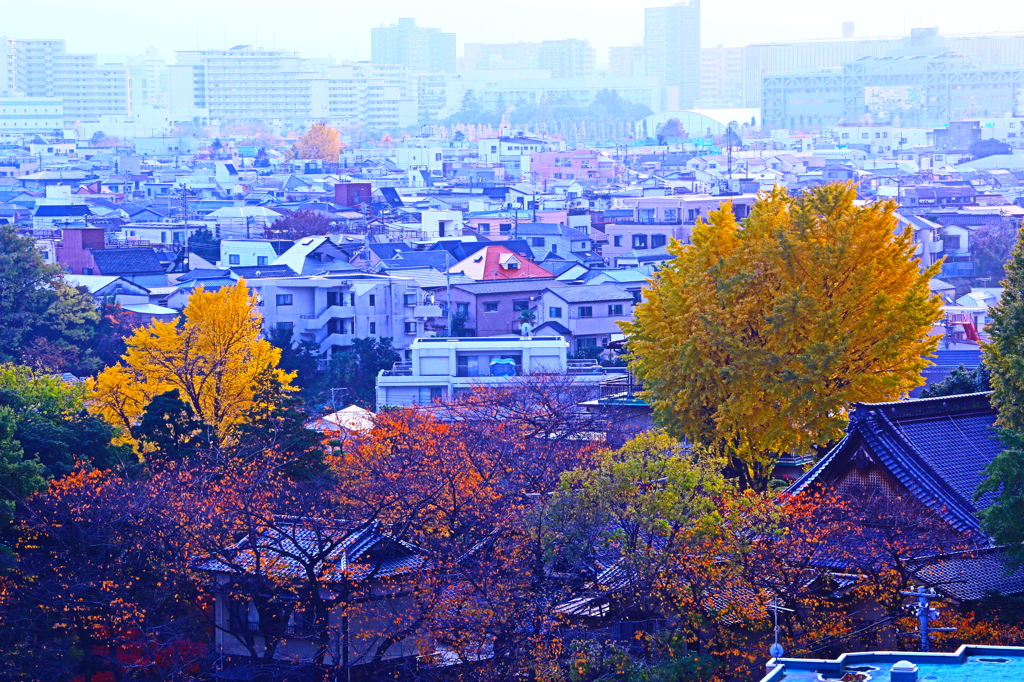 紅葉便り　赤羽　東京～五　宅地の波