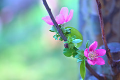 「花梨」の花は「可憐」