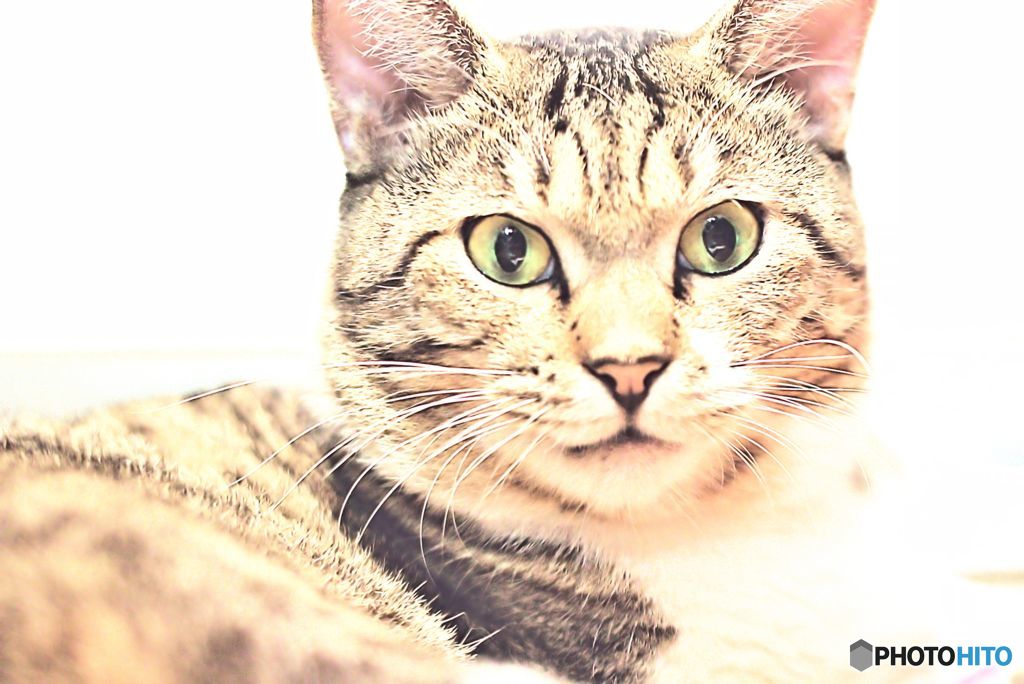 君の瞳の奥にはこちらの世界はどう映っているの？