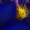 妖しく蠢く蕊たち　魅惑の花芯００４