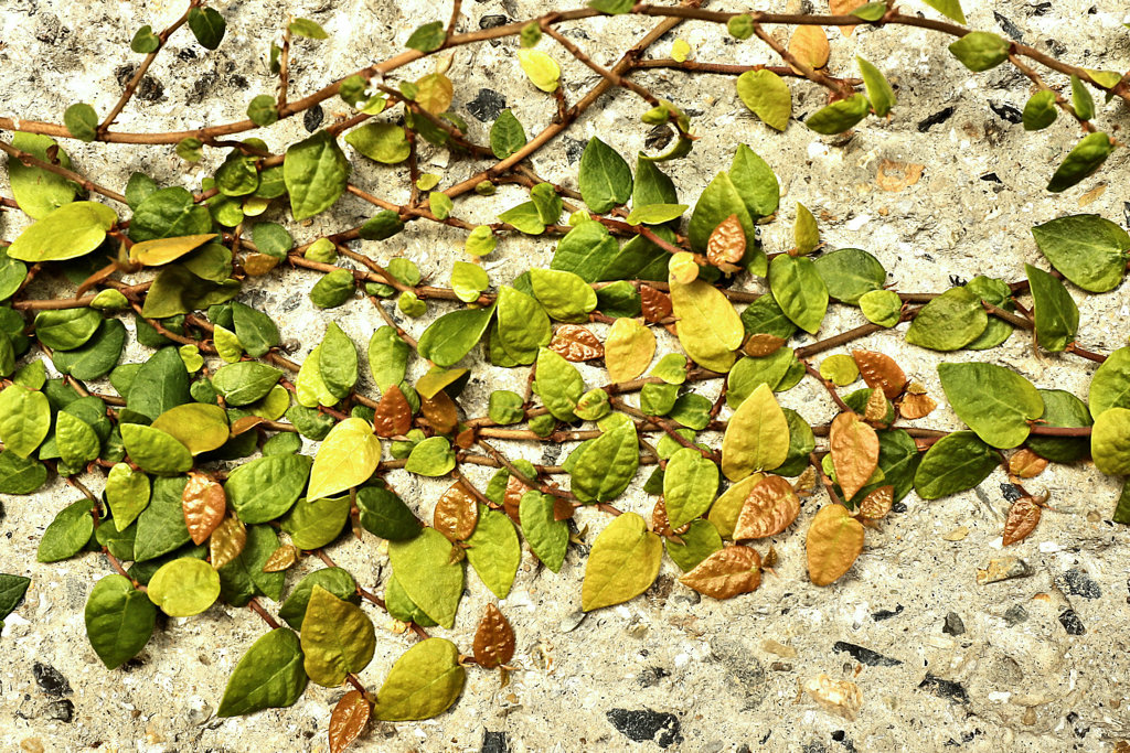 紅葉？　逆紅葉？　じゃない！