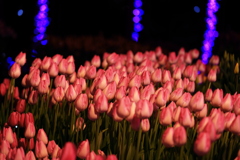 夜光と華　未来