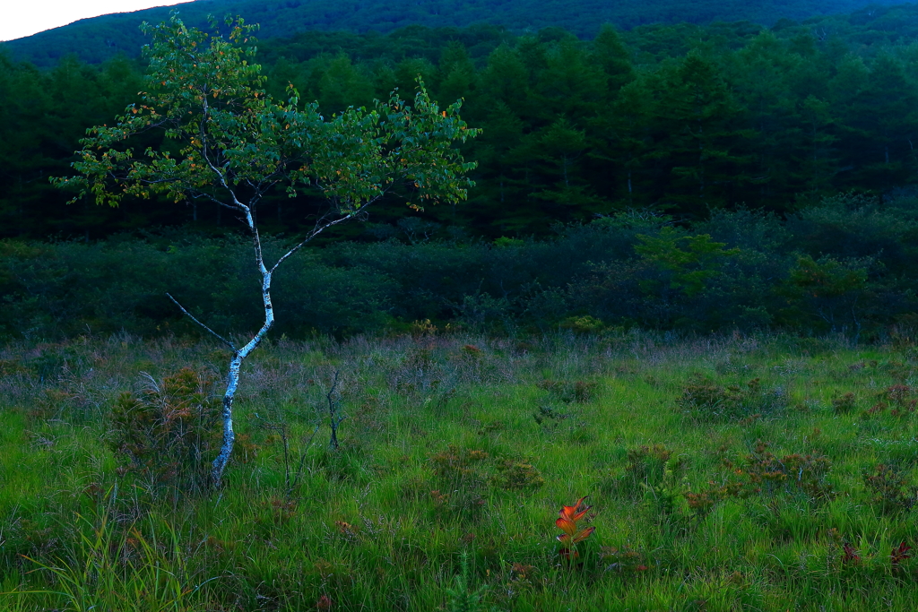 夜明け前　艶やかな表情