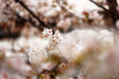 花　曇　り