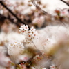 花　曇　り