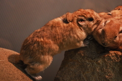 ちょっかい　モフモフ