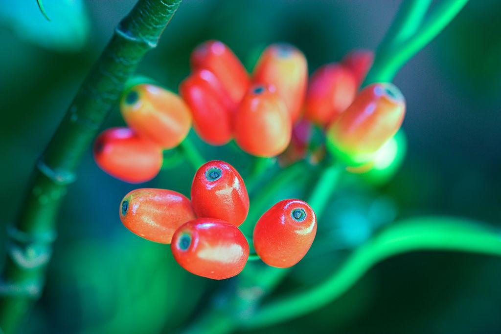 緑　から　生まれる　朱