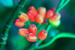 緑　から　生まれる　朱