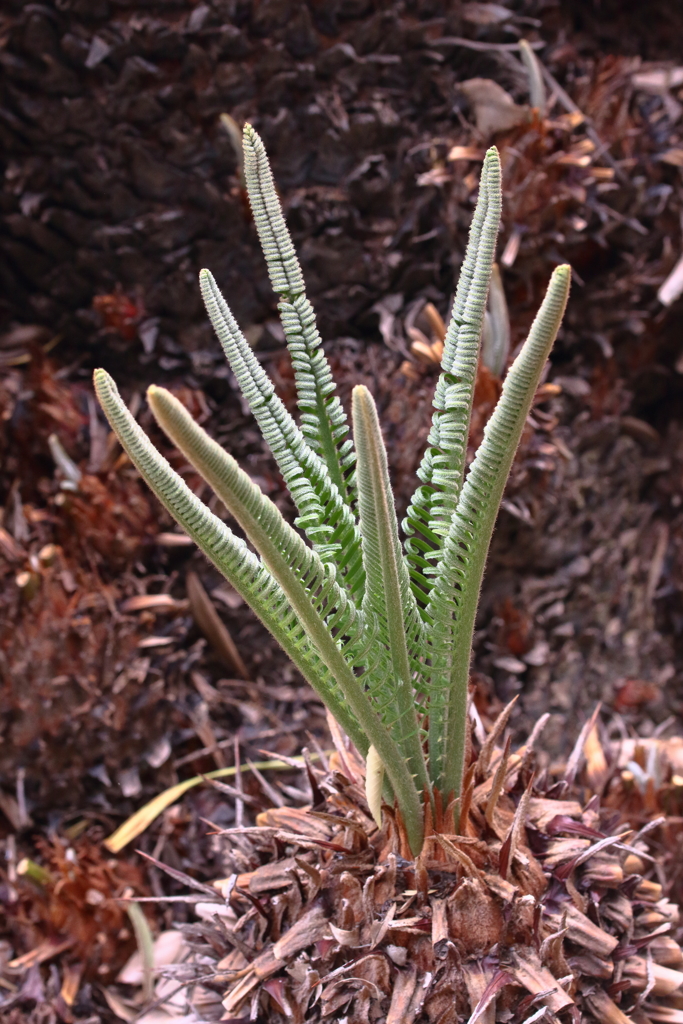 蘇鉄（ソテツ）　葉に見える？