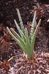 蘇鉄（ソテツ）　葉に見える？