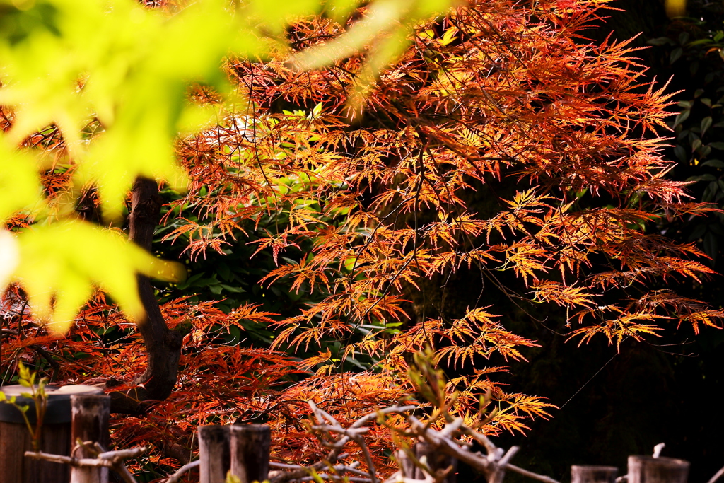 アントシアニン