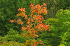 先走るな・・・・。