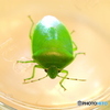 嫌われ者のカメちゃん　♬２/４　【虫注意】