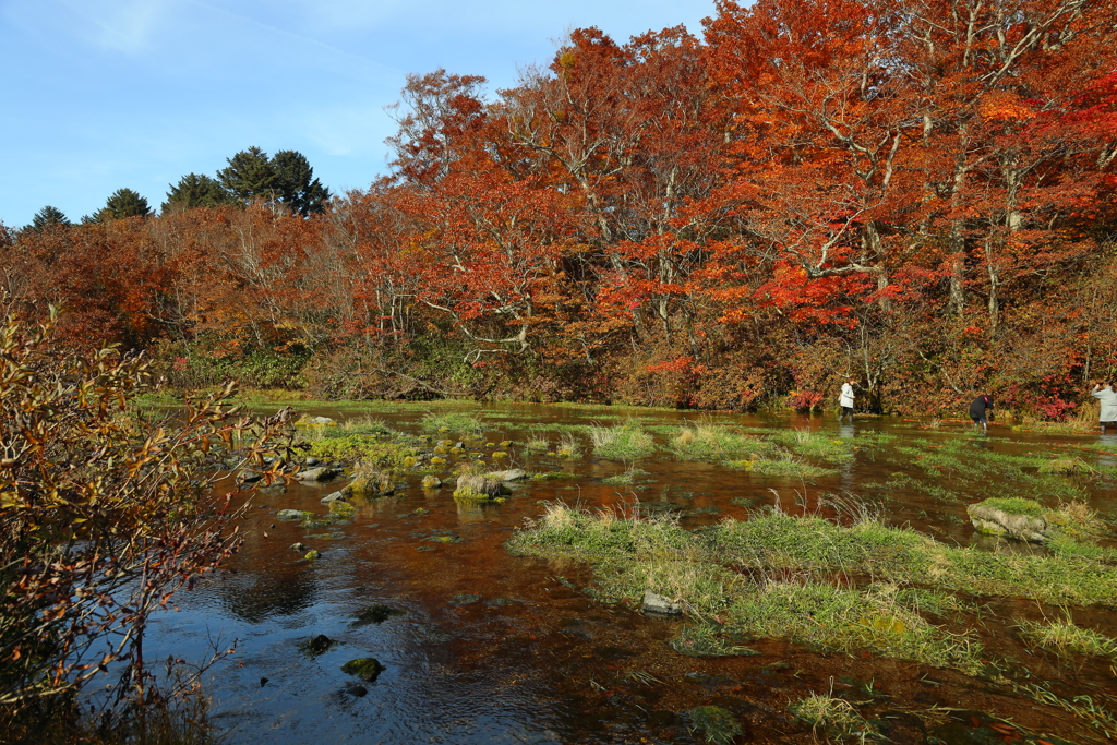 紅葉・清流・乙女