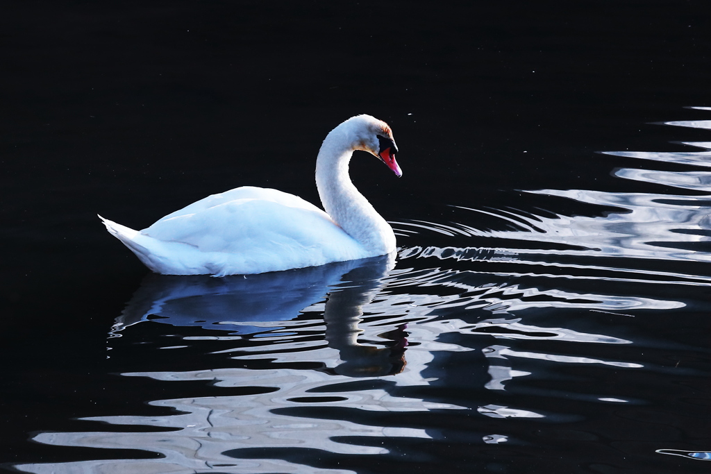 揺らぐ水面（みなも）