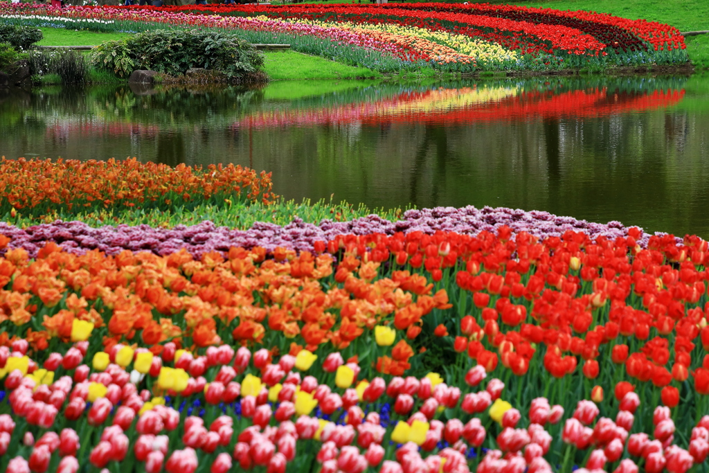 Ｆｌｏｗｅｒ　ｇｌａｃｉｅｒ