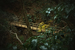 高尾山自然研究路3号　　黄葉と橋