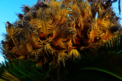 蠢（うごめ）く