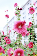 団地の前庭は百花園