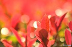 赤い葉と光の抒情詩