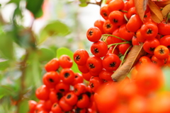 オレンジのしずく