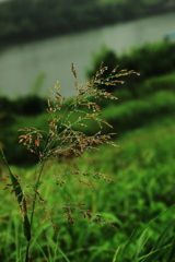 雑草も時にはオシャレをする