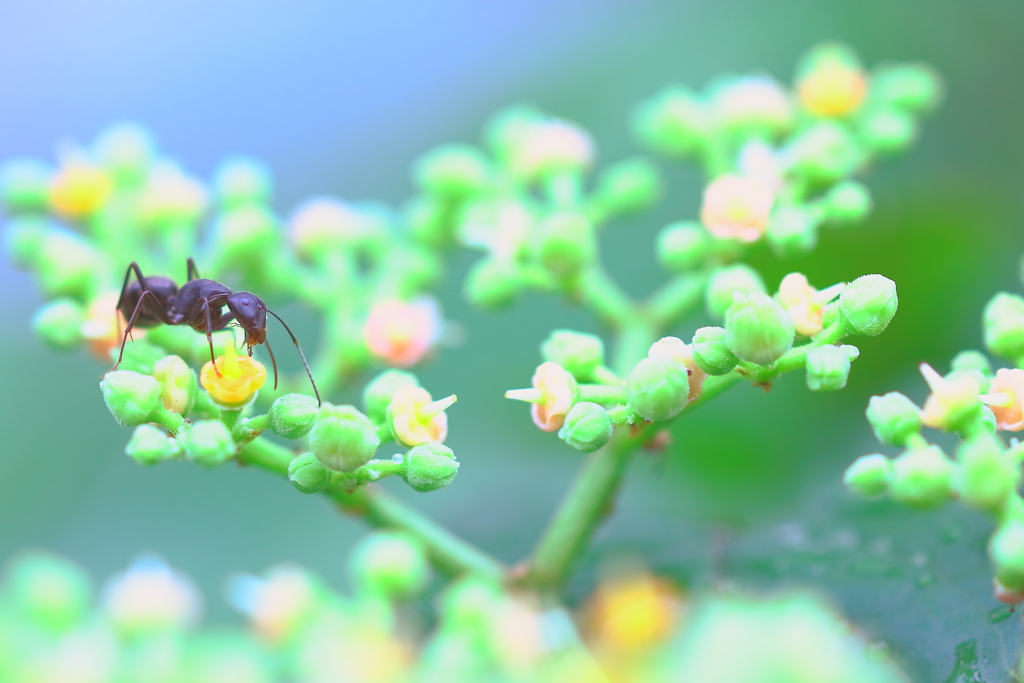 蜜の泉