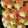 Natural　Gradation