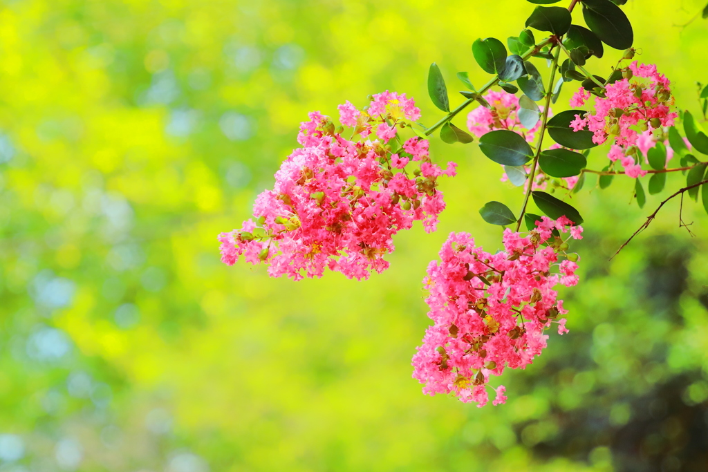 盛夏を彩るレジェンド