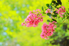 盛夏を彩るレジェンド