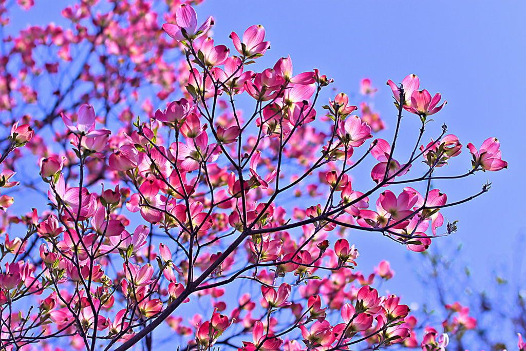 ゴージャス！！