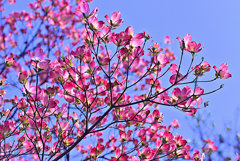 ゴージャス！！