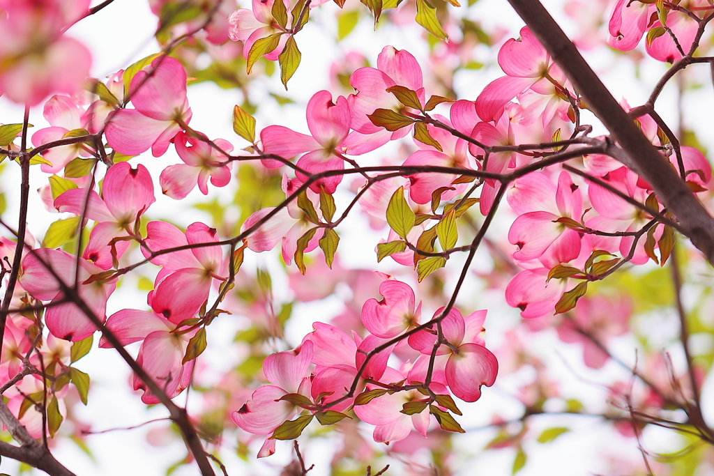 花鳥風月　　「花」
