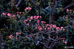 暮れなずむ公園の彩り