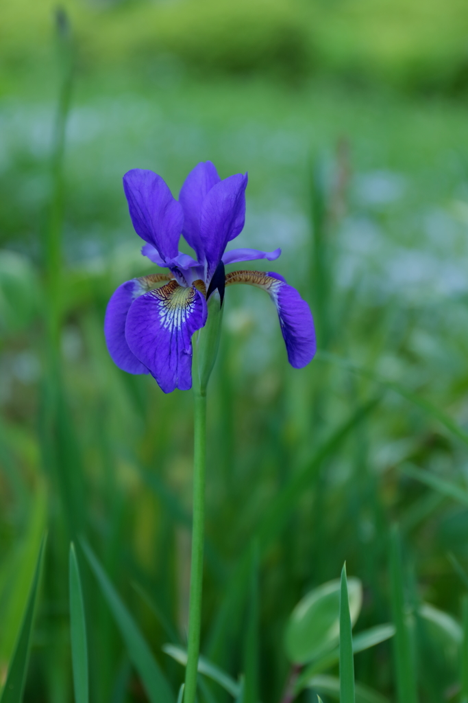 菖蒲と菖蒲は別の物