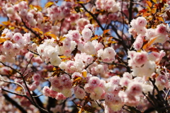 象　の　鼻