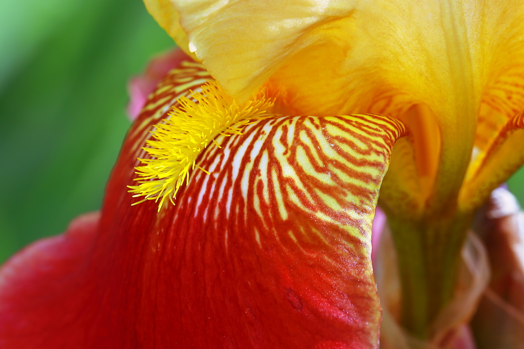 Invitation　花芯への招待状