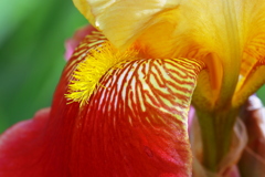 Invitation　花芯への招待状