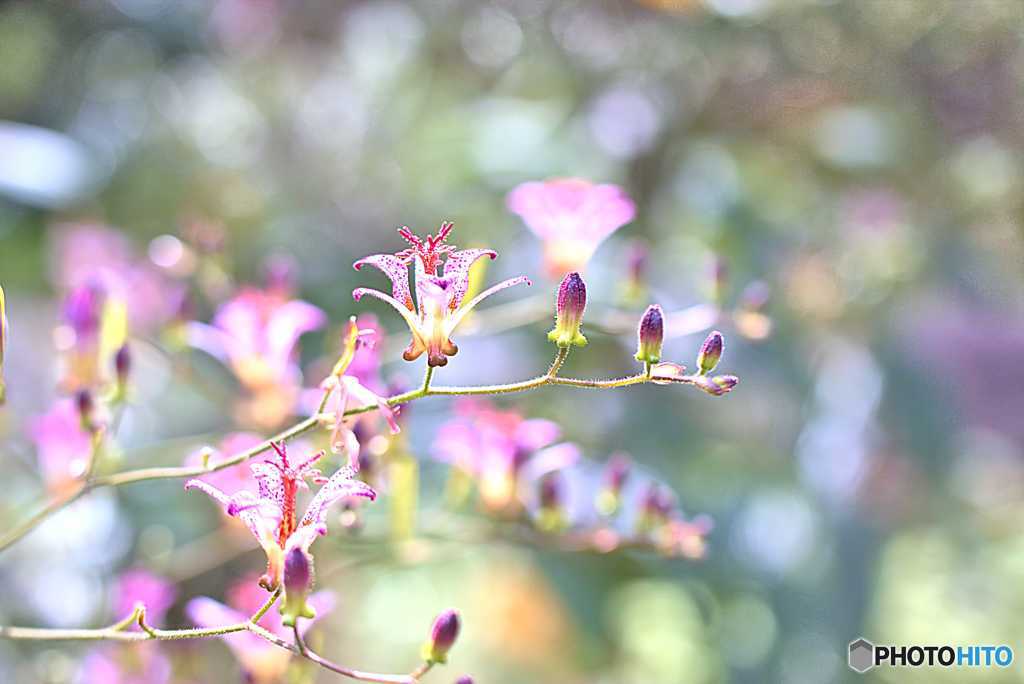 私の花に対する既成概念はこの花によって崩壊した