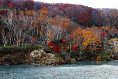 「白」樺は紅葉に欠かせないアイテム