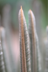 蘇鉄　葉の新生児　葉裏