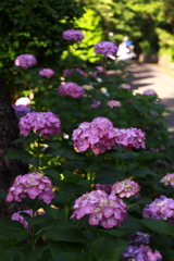 紫陽花ロード・・・。