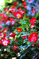 カクテルパーティーで酔いました。