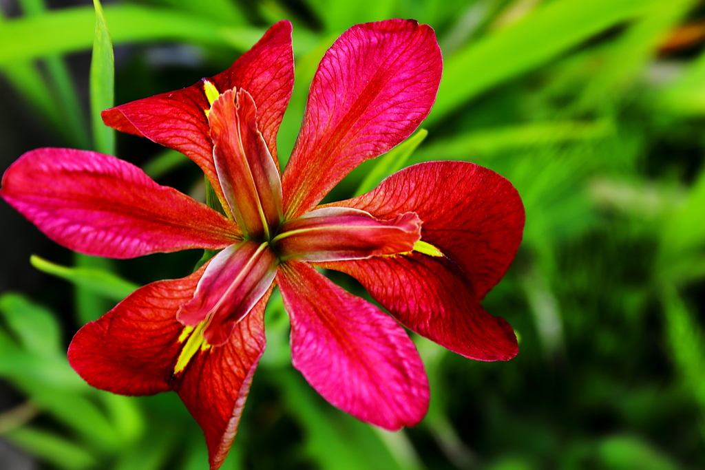 アイリス・フルバ