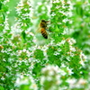 蜜の森